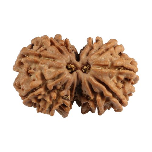 Natural 12 Mukhi (Twelve Mukhi) Gauri Shankar Nepali Rudraksha GJSPC Certified 28.9 M.M.