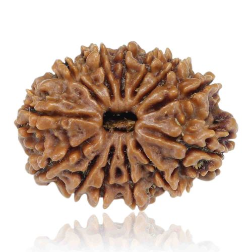 13 Mukhi Rudraksha (Nepal) 26.45 MM