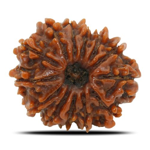 Natural 13 Mukhi Rudraksha (Nepal) GJSPC Certified 23.69 M.M.