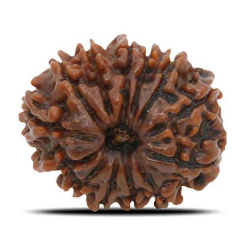 Natural 13 Mukhi Rudraksha (Nepal) GJSPC Certified 24.33 M.M.