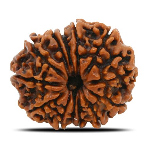 Natural 13 Mukhi Rudraksha (Nepal) GJSPC Certified 24.44 M.M.