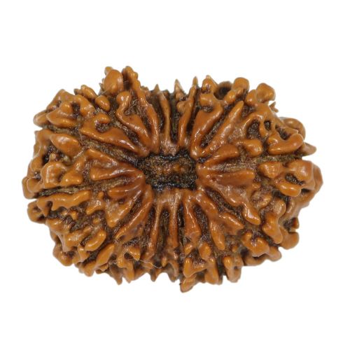 15 Mukhi Rudraksha ( FifteenMukhi ) Nepal Xray GJSPC Certified 28.16 M.M.