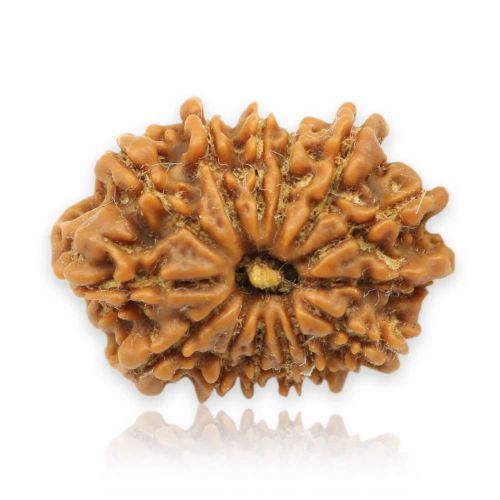 14 Mukhi Rudraksha (Nepal) 22.11 MM