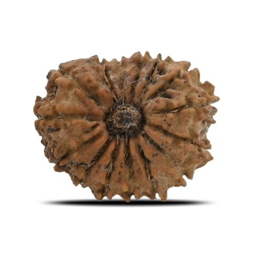 15 Mukhi (Fifteen Mukhi) Rudraksha Nepal IGL Certified 21.44 M.M.