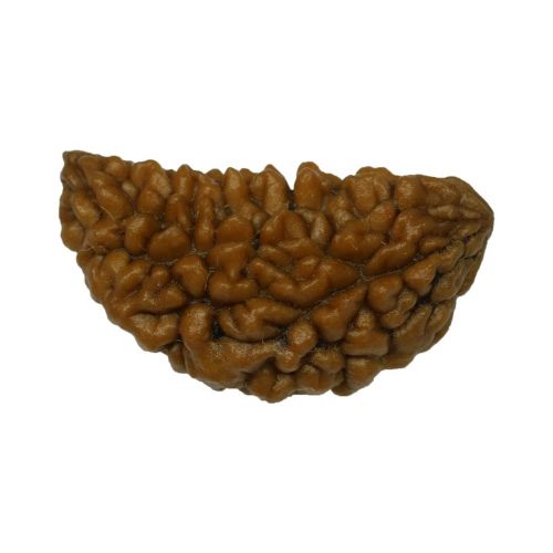 1 Mukhi Rudraksha