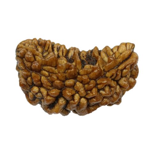 1 Mukhi Rudraksha 28.82 MM