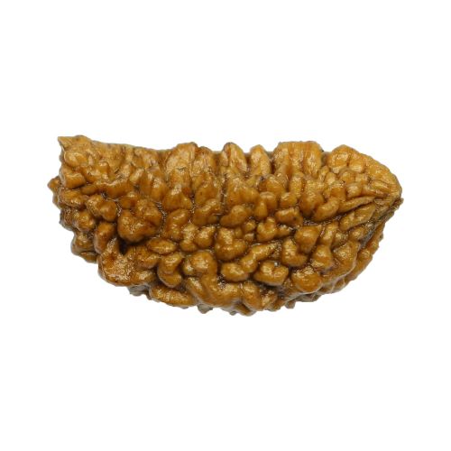 1 Mukhi Rudraksha 28.75 MM