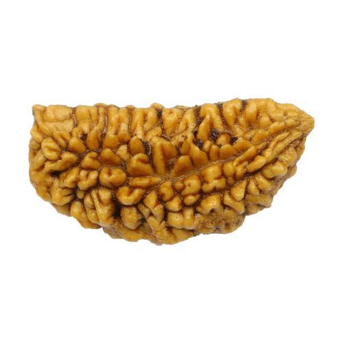 Natural Ek Mukhi Rudraksha (1 Mukhi) India GJSPC Certified One Mukhi Rudraksha 29.64 M.M.