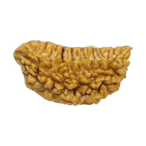 1 Mukhi Rudraksha 28.18 MM