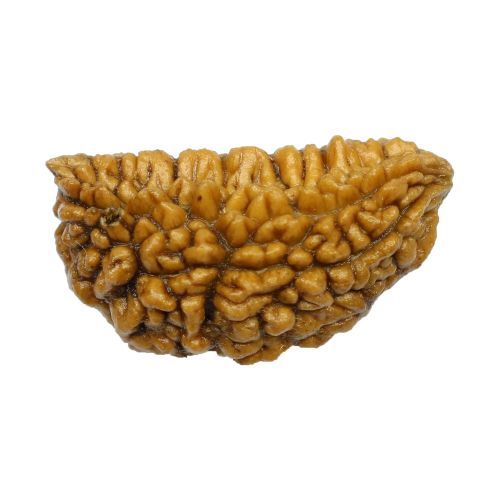 1 Mukhi Rudraksha 27.72 MM