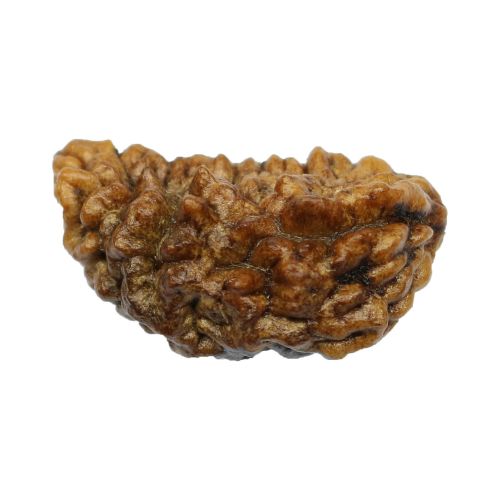 1 Mukhi Rudraksha 26.49 MM