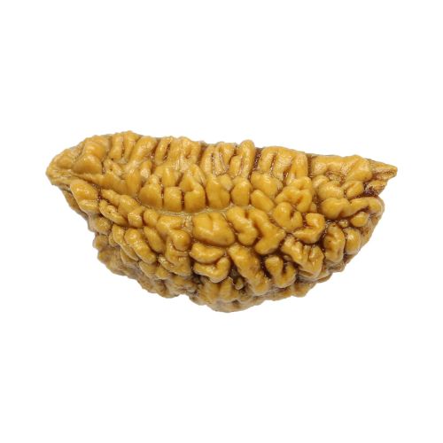 Natural Ek Mukhi Rudraksha (1 Mukhi) India GJSPC Certified One Mukhi Rudraksha 30.02 M.M.