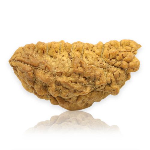 1 Mukhi Rudraksha 34.03 MM