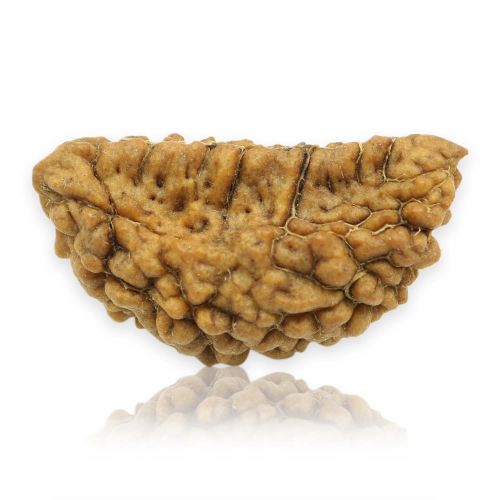 1 Mukhi Rudraksha 30.16 MM