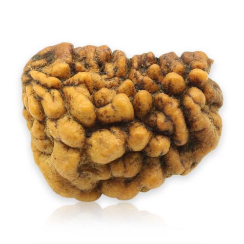 1 Mukhi Rudraksha 25.61 MM