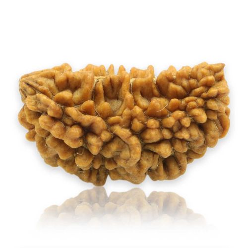 1 Mukhi Rudraksha 29.49 MM