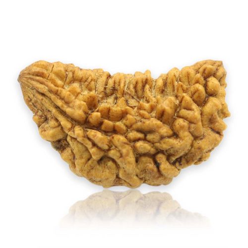 1 Mukhi Rudraksha 30.77 MM