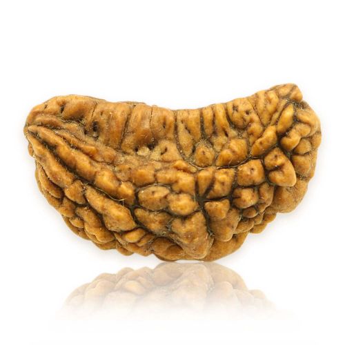 1 Mukhi Rudraksha 31.42 MM