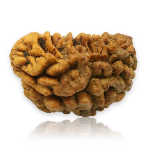 1 Mukhi Rudraksha 29.07 MM