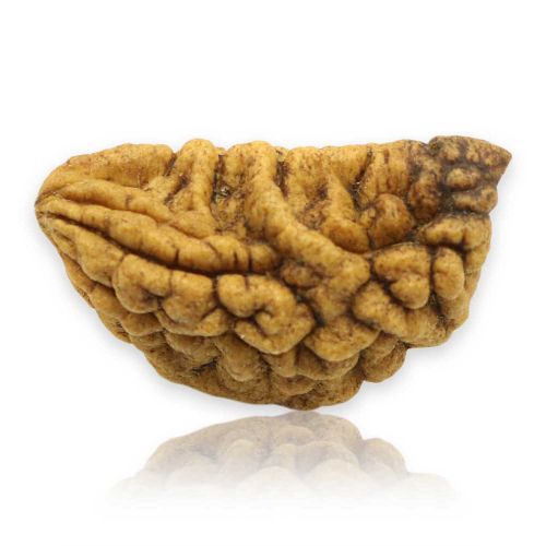 1 Mukhi Rudraksha 30.4 MM