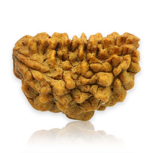 1 Mukhi Rudraksha 26.73 MM