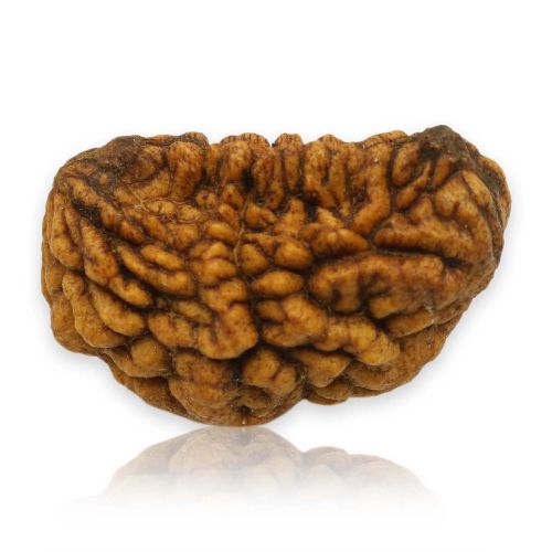 1 Mukhi Rudraksha 29.12 MM