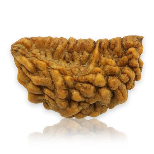 1 Mukhi Rudraksha 28.67 MM