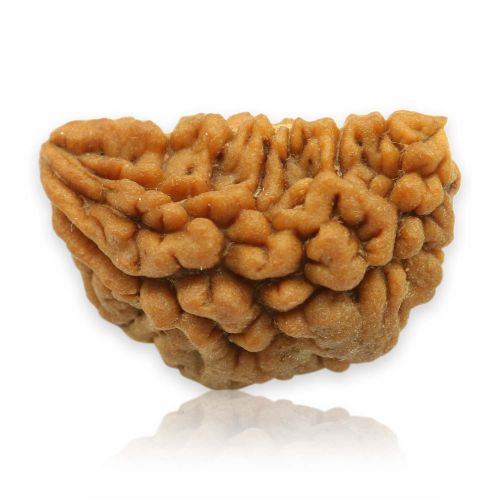 1 Mukhi Rudraksha 28.78 MM