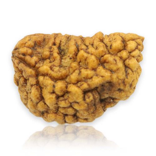 1 Mukhi Rudraksha 25.65 MM