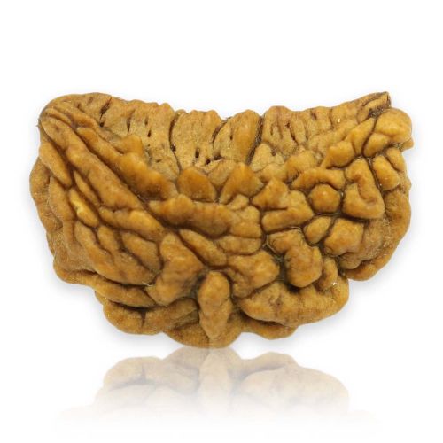 1 Mukhi Rudraksha 26.91 MM