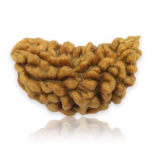 1 Mukhi Rudraksha 28.12 MM