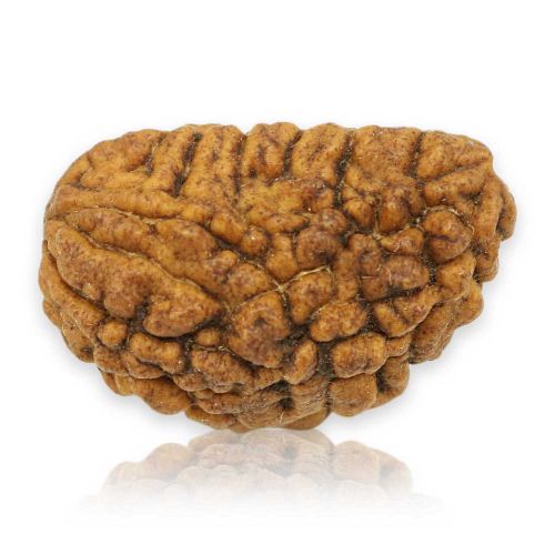 1 Mukhi Rudraksha 27.21 MM