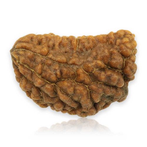 1 Mukhi Rudraksha 28.25 MM