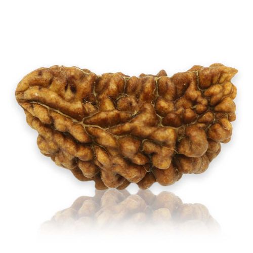 1 Mukhi Rudraksha 28.27 MM