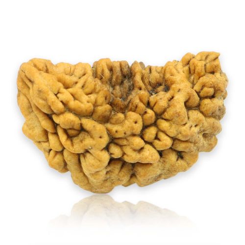 1 Mukhi Rudraksha 30.43 MM