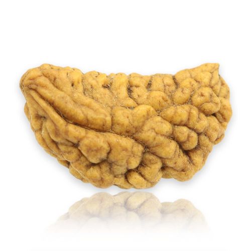 Natural Ek Mukhi Rudraksha (1 Mukhi) India GJSPC Certified 29.12 M.M.