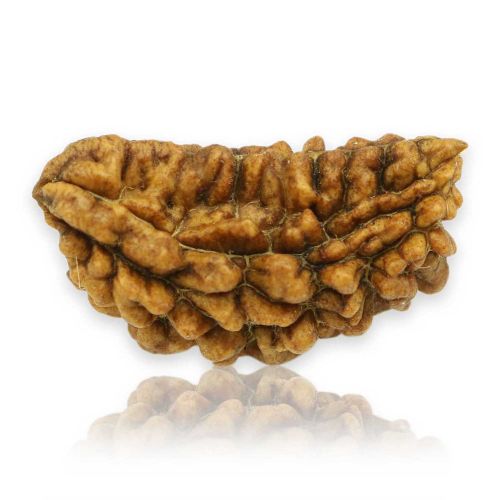 Natural Ek Mukhi Rudraksha (1 Mukhi) India GJSPC Certified 30.08 M.M.