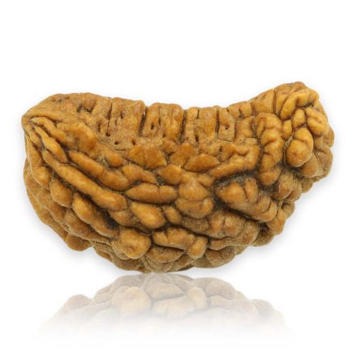 Natural Ek Mukhi Rudraksha (1 Mukhi) India GJSPC Certified 29.31 M.M.