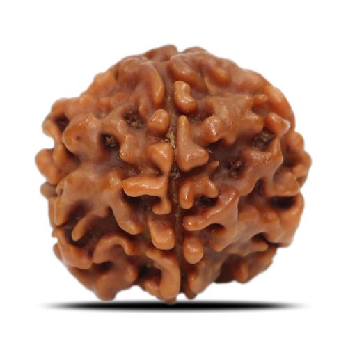 1 Mukhi Rudraksha (Nepal) 18.68 MM