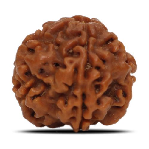 1 Mukhi Rudraksha Nepal (Underdeveloped) IGL Certified 19.58 M.M.