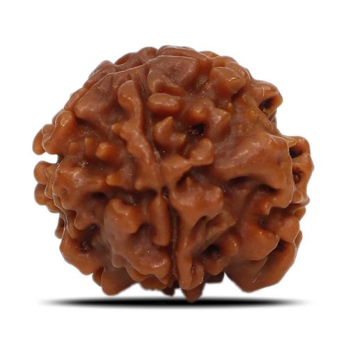 1 Mukhi Rudraksha Nepal (Underdeveloped) IGL Certified 18.93 M.M.