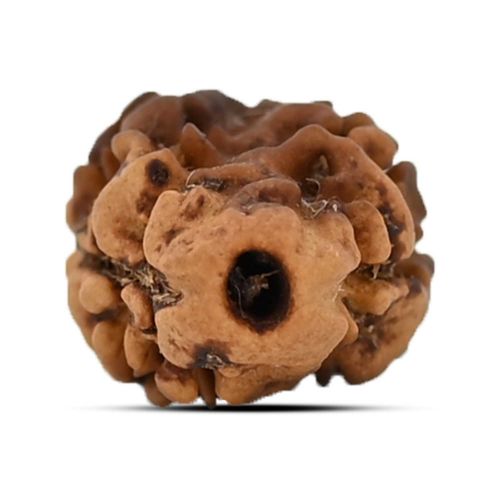 Two Mukhi (2 Mukhi) Rudraksha (Nepal) 15.8 M.M.