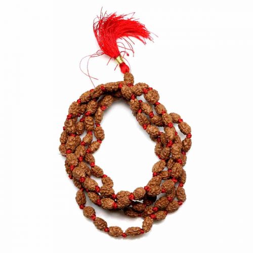 2 Mukhi Rudraksha Mala (Indonesia) (108+1 Beads) GJSPC Certified 