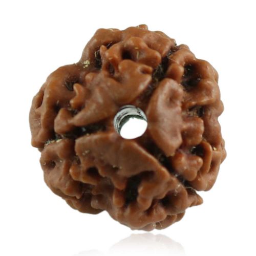 3 Mukhi Rudraksha (Nepal)