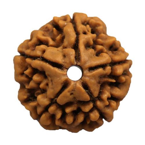 5 Mukhi Rudraksha (Nepal)