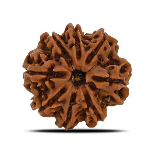 Natural 8 Mukhi (Eight Mukhi) Nepal Rudraksha GJSPC Certified 24.9 M.M.