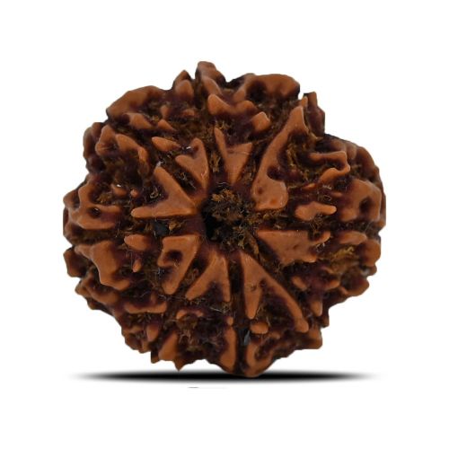 8 Mukhi Rudraksha (Nepal) 24.01 MM 