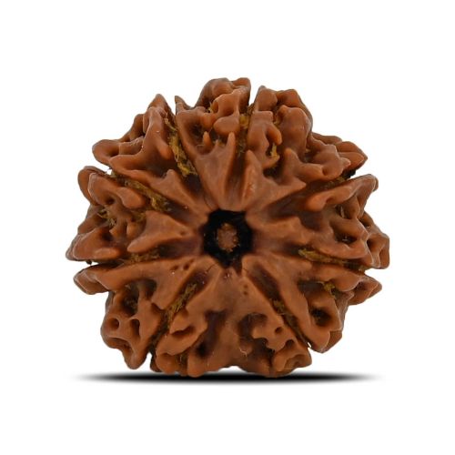 8 Mukhi Rudraksha (Nepal) 23.91 MM 