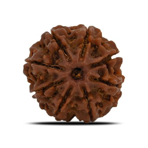 8 Mukhi Rudraksha (Nepal) 23.42 MM 