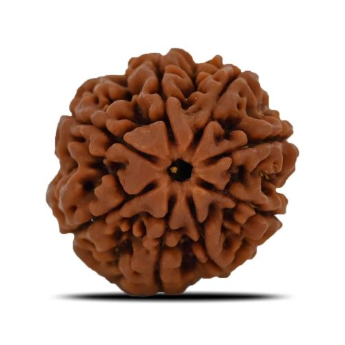 Natural 8 Mukhi (Eight Mukhi) Nepal Rudraksha GJSPC Certified 24.09 M.M.